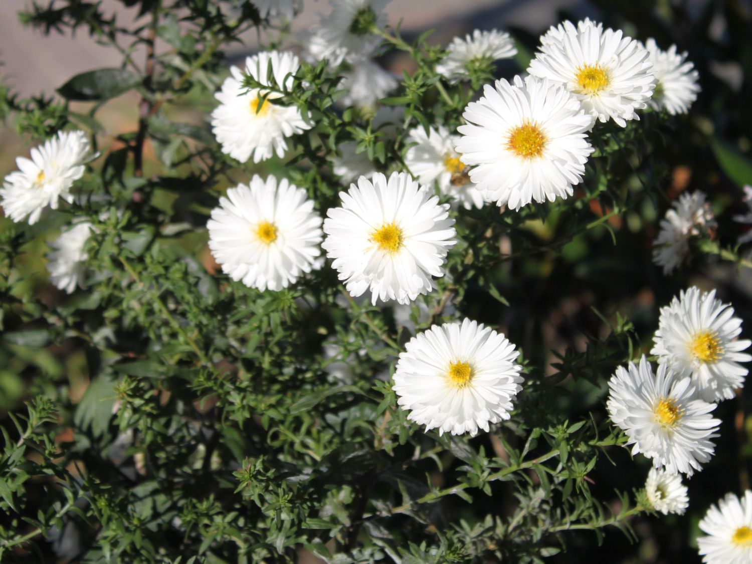 Aster novae-angliae 'White Ladies'